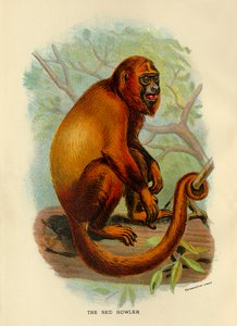 Den røde brøler, 1896