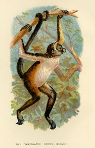 Den brogede edderkoppeabe, 1896