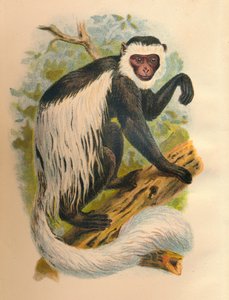 Den hvidhalede Guereza, 1897