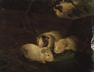 Primitivt studie af marsvin