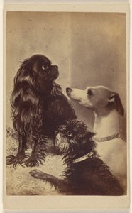 Floss, Daisy  Fairy; Barroness [sic] McCliffords hunde. Malet af fru Pointer. af Henry Pointer