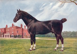 Hackney hingst Danegelt, c1905 c1910 af Henry Powell Palfrey