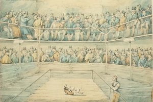 Hundekamp i Westminster Pitt af Henry Thomas Alken