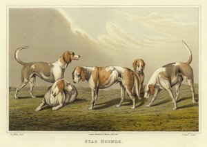 Hjortehunde (chromolitho) af Henry Thomas Alken