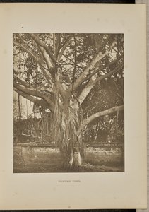 Banyan-træ med unge aërial-stængler af Henry W. Cave