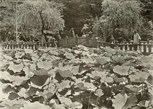 En Lotusdam, 1910. af Herbert Ponting