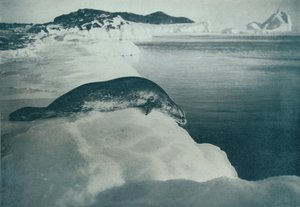 A Weddell Seal About To Dive, c1911, 1913 af Herbert Ponting