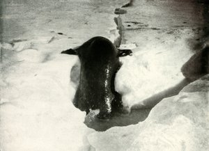 En Weddell-sæl kommer på isen, november 1911, 1913 af Herbert Ponting