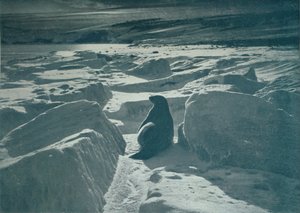 A Weddell Seal On The Beach, c1911, 1913 af Herbert Ponting