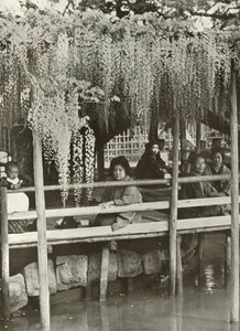 A Wisteria Arbor ved Kameido, 1910. af Herbert Ponting