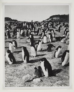Adelie Penguins på Cape Royds (bromidtryk) af Herbert Ponting