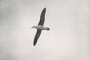 Albatross Soaring, c19101913, 1913 af Herbert Ponting