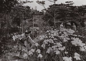 I Iris Garden ved Hori-kiri (s/h foto) af Herbert Ponting