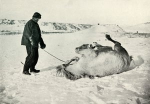 Cherry-Garrard giver sin pony Michael A Roll in the Snow, c1911, 1913 af Herbert Ponting