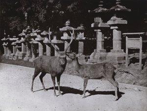 Deer, a Study at Nara (s/h foto) af Herbert Ponting