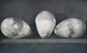 Kejserpingvinernes æg fra Cape Crozier, 1911, 1913 af Herbert Ponting