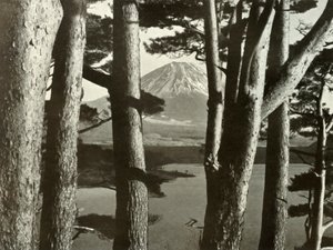 Fuji og fyrretræerne, 1910. af Herbert Ponting
