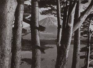 Fuji gennem fyrretræerne (s/h foto) af Herbert Ponting