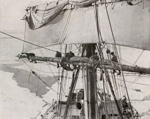 Rullesejl i flokken, c19101913, 1913 af Herbert Ponting