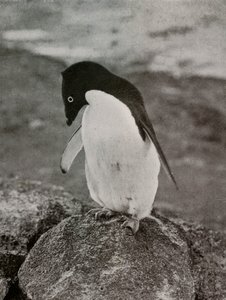 I Dont Care What Becomes Of Me, c19101913, 1913 af Herbert Ponting
