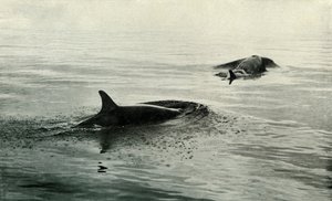 Spækhuggere stiger for at blæse, c19101913, 1913 af Herbert Ponting