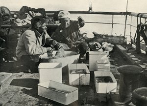Lillie og Dr. Levick sorterer en trawlfangst, c19101913, 1913 af Herbert Ponting