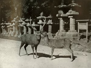 Min kære! Et studie ved Nara, 1910.