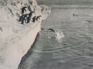Penguins Diving, c1911, 1913 af Herbert Ponting