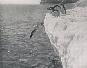 Penguins Diving, c1911, 1913 af Herbert Ponting