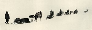 Ponyer i marts 1911, 1913 af Herbert Ponting