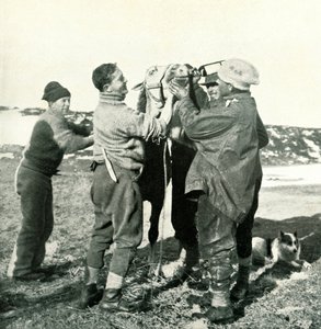 Pony tager whisky, 8. februar, 1911, 1913 af Herbert Ponting