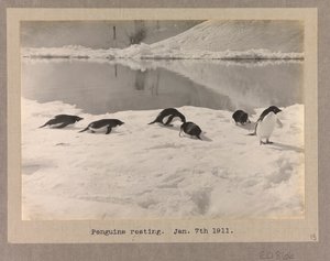 Seks Adelie-pingviner hviler sig på isen af Herbert Ponting
