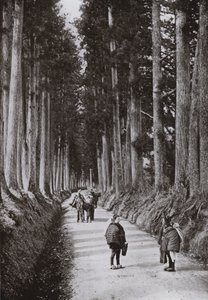 Cryptomerias Avenue ved Nikko (s/h foto) af Herbert Ponting