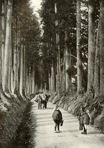 Cryptomerias i Nikko, 1910. af Herbert Ponting