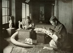 Elfenbensskærerne, 1910. af Herbert Ponting