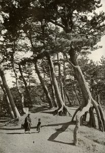 The Pines of Shizu-Ura, 1910. af Herbert Ponting