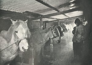 Staldene om vinteren, c19101911, 1913 af Herbert Ponting