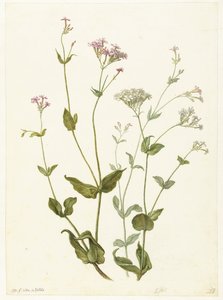 Blæresenna og Sticky Catchfly Rode en witte Viscaria af pekanjer