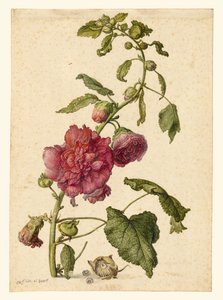 En stokrose