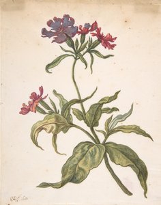 Studie af en rød catchfly Lychnis hirsuta, 1680.