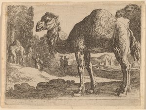 Kameler af Herman van Swanevelt