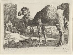 kameler Landskaber med dyr (serietitel) af Herman van Swanevelt