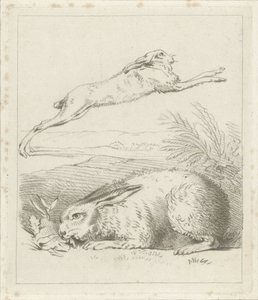 hare og kanin