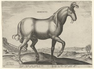 Hest fra Armenien (Armenius) Armeniere (titel på objekt) Hesteracer fra de kongelige stalde i Don Juan af Østrig (serietitel) Equile Ioannis Austriaci Caroli (serietitel)