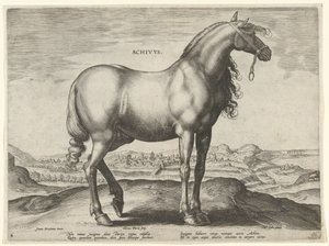 Hest fra Grækenland (Achivus) Achivvs (titel på objekt) Hesteracer fra de kongelige stalde i Don Juan af Østrig (serietitel) Equile Ioannis Austriaci Caroli (serietitel) af Hieronymus Wierix