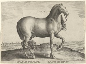 Hest fra Sicilien (Siculus) Sicvlvs (titel på objekt) Hesteracer fra de kongelige stalde i Don Juan af Østrig (serietitel) Equile Ioannis Austriaci Caroli (serietitel)
