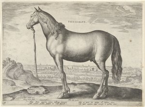 Hest fra Thessaly (Thessalos) Thessaloniki (titel på objekt) Hesteracer fra de kongelige stalde i Don Juan af Østrig (serietitel) Equile Ioannis Austriaci Caroli (serietitel)