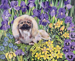 Peke i blomsterbedet (akryl på lærred) af Hilary Jones