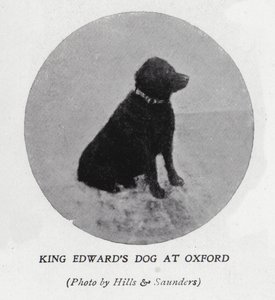 Kong Edward VII