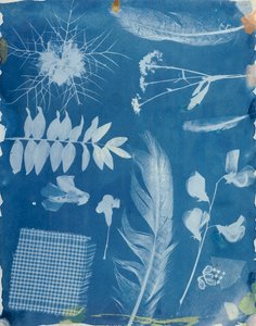 Planteprøver af Bayard, ca. 1842 (cyanotype)
